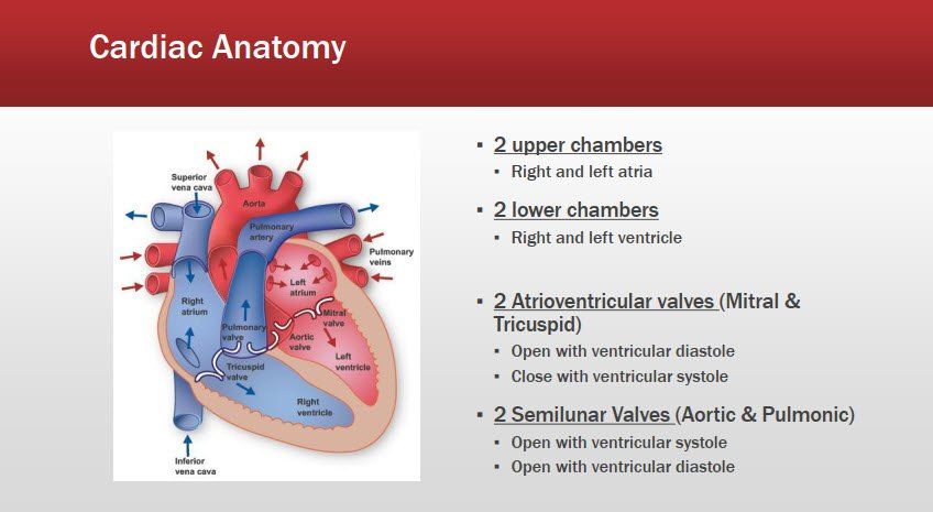 Basic Cardiac Rhythms – Identification and Response | Free Medical Books